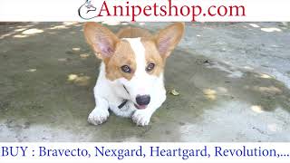 Anipetshopcom  Buy Pet Medications  Bravecto Heartgard Nexgard Revolution [upl. by Kresic]