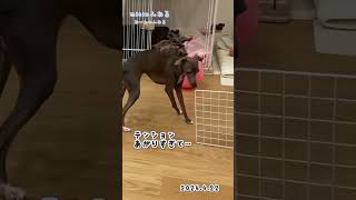 【自分でぶつけてビビるmisia】 misiaんねる イタグレ イタリアングレーハウンド 犬のいる暮らし ボール遊び [upl. by Madalyn]