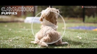 CAVACHON PUPPIES [upl. by Tirrell41]