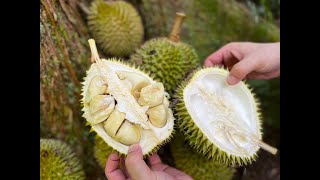 Favourite Foraging Season Durian Harvesting in Singapore [upl. by York]