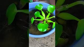 Water Hyacinth Eichhornia Crassipes growing in a Plastic Bowl shorts [upl. by Claudia]