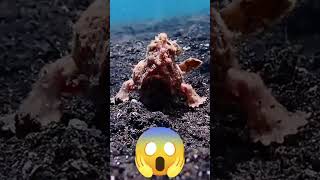 Subscribe 🙏🙏🙏🙏🙏Frofishlembehstrait indonesialembeh northsulawesifrogfish bitungcity lembeh [upl. by Reddy]