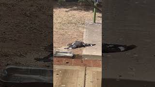 currawong sunning and magpie eating [upl. by Atiluap]