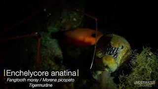 Tiger moray eel  Underwater Canaries [upl. by Treblig]