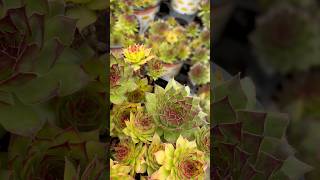 Vigoro®️Sempervivum ‘Black’ amp Sempervivum ‘Silverine’ garden plants shorts [upl. by Vannie]