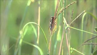 Neotibicen dorsatus cicada singing ventral view Sand Hills State Park KS Sept 8 2013 [upl. by Guntar]