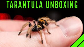 INSANE 1000 Tarantula amp Spider Unboxing [upl. by Gresham]