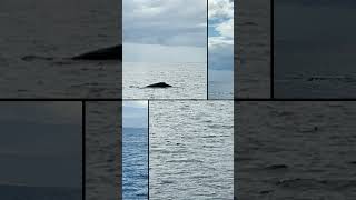 Maui Whale Watching 😇❤️👍🙏 whale maui hawaii [upl. by Aihc]