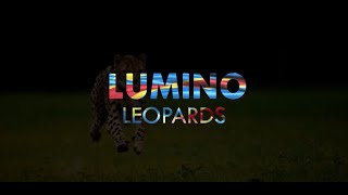 Lumino  Léopards [upl. by Ordisi289]