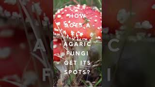 How Does a Fly Agaric Get Its Spots [upl. by Airretnahs]