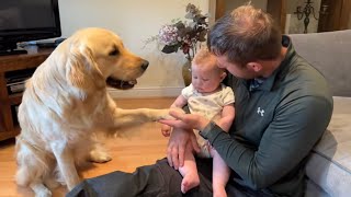 Golden Retriever Reunited With Baby Brother Cutest Reunion [upl. by Alesram276]