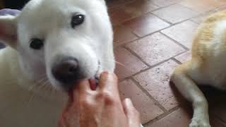 Hokkaido Akita Shikoku and Shiba playing together [upl. by Meilen]