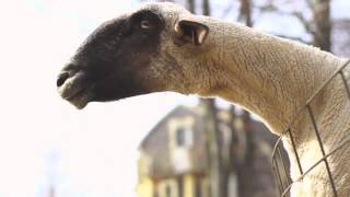 Goats Yelling Like Humans  Super Cut Compilation [upl. by Rex]