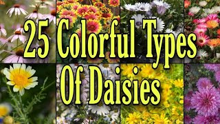 25 Colorful Types Of Daisies [upl. by Myrilla]