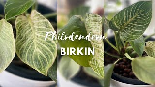 Philodendron Birkin Reverting  What to do [upl. by Elicec141]