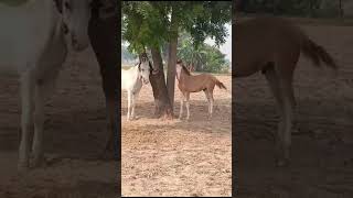 Colt goldy ke nakhre tyagi bhai horse indianhorse horseracing horselover animals viralvideo [upl. by Columba]