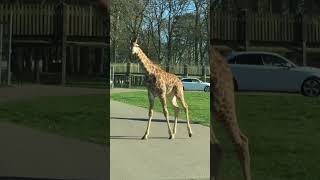 🦒Giraffes crossing the road in style [upl. by Ardnohs262]