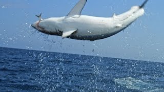 Monster Mako Shark Flys Out Of Water To Ambush Prey  SHARK WEEK [upl. by Lohrman]