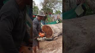 STIHL Chainsaw VS Big Wood chainsaw stihl shorts 1438 [upl. by Cupo]