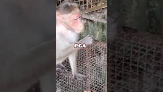 She hesitated at first and then put the whole nut in her mouth Macaca Bandar Monkey Macaque [upl. by Noivax]