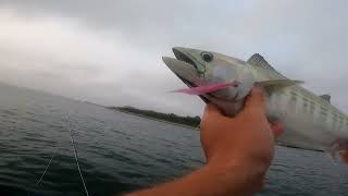 Morning FlyFishing Session  August Bonito and Bass [upl. by Yeleen]