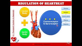 Biology STPM Transport  Initiation amp Regulation of Heartbeat [upl. by Pip]