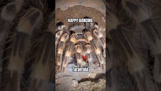 Happy Dancing Tarantula accanthoscurriageniculata tarantulafeeding spider [upl. by Dimphia]