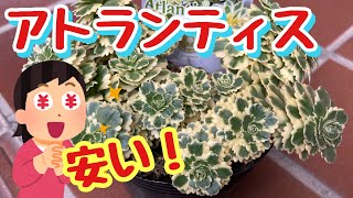 【多肉植物】セダム アトランティスの値段が去年に比べ半額以下です！ [upl. by Anerom544]