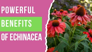 Echinacea Benefits You Need to Know Natural Immunity amp Wellness Boost [upl. by Nonnac795]