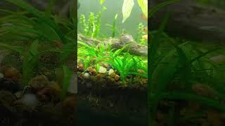 ramirezi peces acuariofilia acuarioplantado acuarios vlogs pecelviral plantasacuario [upl. by Nafets]