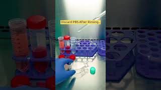 How To Change Animal Cell Culture Media animalcell cellculture cancerresearch research [upl. by Ynogoham]