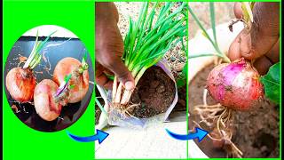 Grow Onion bulbs from sprouted onions [upl. by Papert]