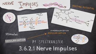 EASY REVISION AQA ALevel Biology 3621 Nerve impulses [upl. by Sachsse418]