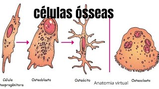 celulas osseas [upl. by Denis]