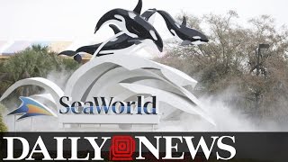 SeaWorld Ends Orca Breeding [upl. by Acined]