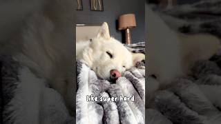 Are you falling asleep 😴 shorts husky dog puppy [upl. by Emmie]