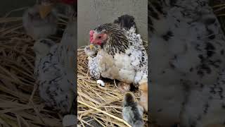 egg hatching for harvesting short [upl. by Farro]