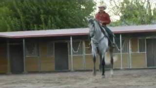 El Coyote y su Banda  Gabino Barrera  El Galan  wwwdavidysuscaballoscom [upl. by Matelda]