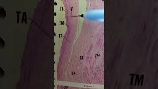 Histology of medium size artery and vein [upl. by Godden705]