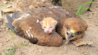 Falcon Adopted Baby Cats after they lost their mother Just unbelieveble [upl. by Clementas]