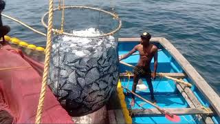 Goan pomfret Fish Huge Quantity Sea Fishing [upl. by Llerrit634]