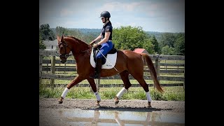 Shelene 2020 161h Hanoverian mare by ShavaneRosentanzFuerst Heinrich [upl. by Rona313]