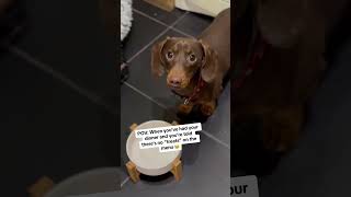 Dachshund barks for more food 😂 [upl. by Airekat]