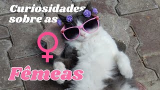 8 FATOS INCRÍVEIS sobre GATAS [upl. by Ynaitirb547]