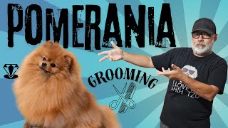 POMERANIA GROOMING 100 EN CASA [upl. by Neevan794]