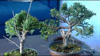 Cypress tree  how to make bonsai from nursery tree [upl. by Nivle]