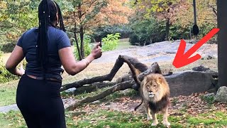 Lion Sees Caretaker Again After 8 Years – Pay Close Attention To His Reaction [upl. by Bartholomew]