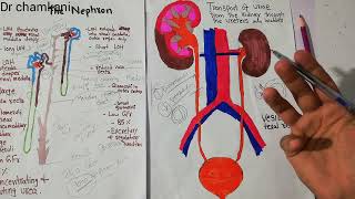 Renal physiology 44  Vesicoureteral reflux [upl. by Vogeley]