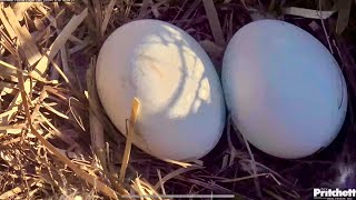 Afternoon Close Ups with the Eggs Nov 16 2024 [upl. by Gerek878]