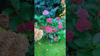 Hydrangea garden in late fall 💚❤️💙November 2 2024 hydrangea  hydrangeas hydrangeagarden [upl. by Hallerson234]